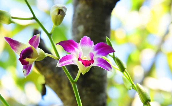 Kolorowe Zbliżenie Orchidei Bokeh Tle — Zdjęcie stockowe