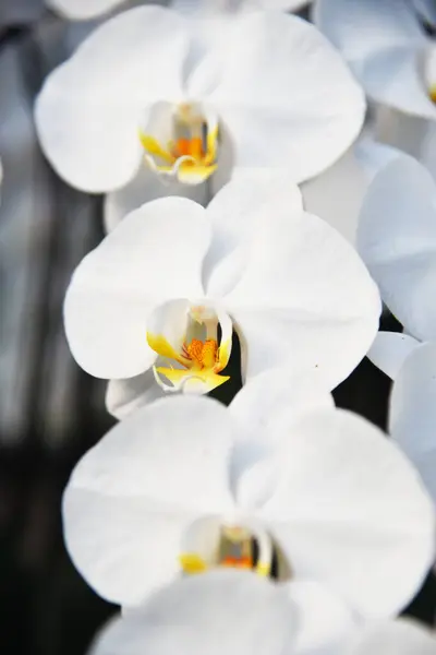Красочный Крупный План Орхидеи Боке Фон — стоковое фото