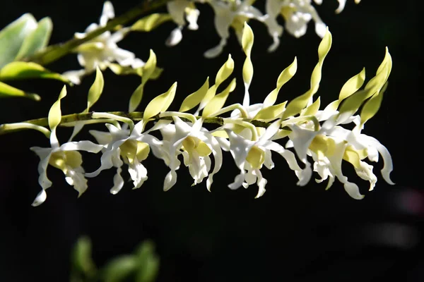 Värikäs Lähikuva Orkidea Bokeh Tausta — kuvapankkivalokuva