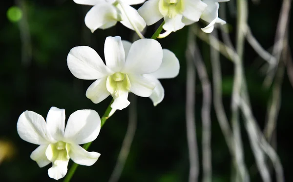Färgglada Närbild Orkidé Med Bokeh Bakgrund — Stockfoto