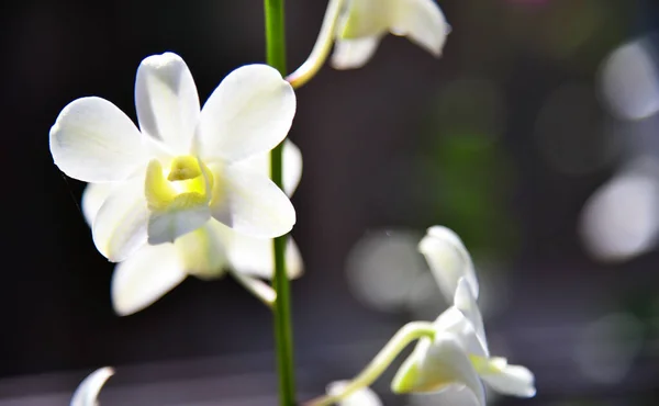 Gros Plan Une Orchidée — Photo