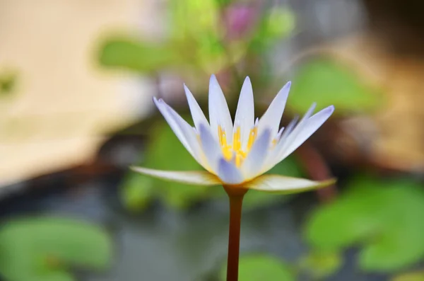 Bokeh Arka Planlı Küçük Beyaz Nilüfer Çiçeği — Stok fotoğraf