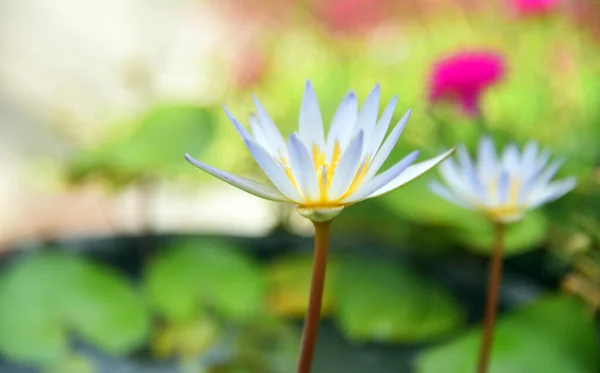 白蓮の小花と墨色の背景 — ストック写真