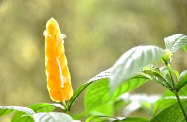 Bokeh arkaplanlı güzel bir çiçek