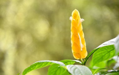 Bokeh arkaplanlı güzel bir çiçek