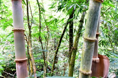 Ormanda büyük vahşi bambu büyümesi