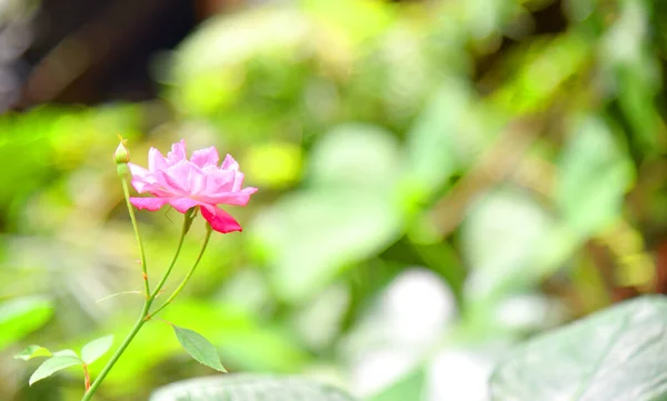 Flor Bonita Com Fundo Bokeh — Fotografia de Stock