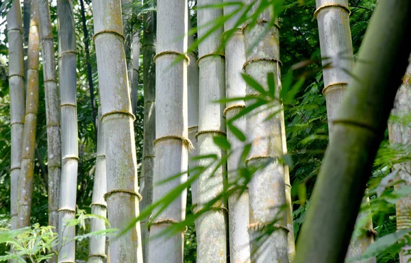 Stor Vild Bambuväxt Djungeln — Stockfoto