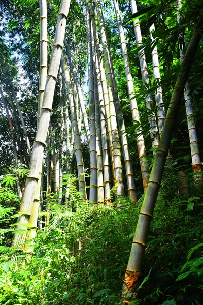 Duży Dziki Wzrost Bambusa Dżungli — Zdjęcie stockowe