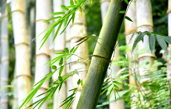 Grosse Croissance Bambou Sauvage Dans Jungle — Photo