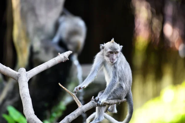 Macaco Marrom Comendo Brincando Floresta — Fotografia de Stock