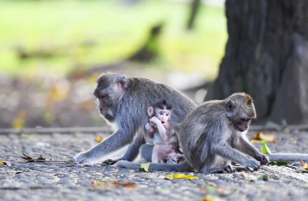 Famílias Macacos Marrons Com Seus Bebês Comendo Brincando Floresta — Fotografia de Stock