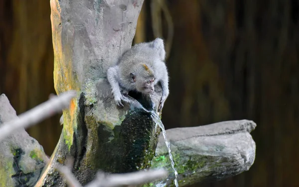 Macaco Marrom Comendo Brincando Floresta — Fotografia de Stock