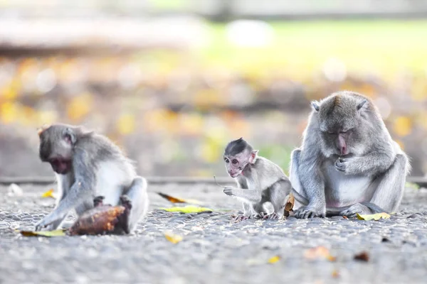 Οικογένειες Καφέ Μαϊμούδων Μωρά Τους Τρώνε Και Παίζουν Στο Δάσος — Φωτογραφία Αρχείου