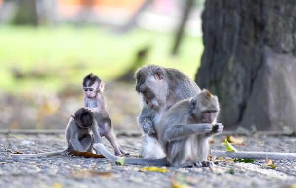 Коричневые обезьяньи семьи с детьми едят и играют в лесу