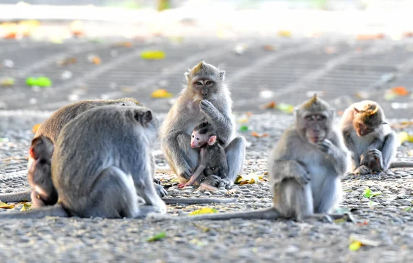 Famílias Macacos Marrons Com Seus Bebês Comendo Brincando Floresta — Fotografia de Stock