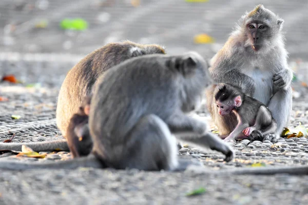 Famílias Macacos Marrons Com Seus Bebês Comendo Brincando Floresta — Fotografia de Stock