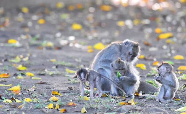 Famílias Macacos Marrons Com Seus Bebês Comendo Brincando Floresta — Fotografia de Stock