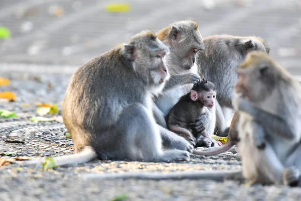 Famílias Macacos Marrons Com Seus Bebês Comendo Brincando Floresta — Fotografia de Stock