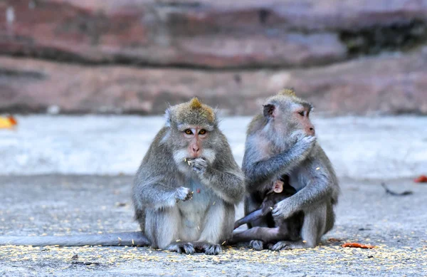 Famílias Macacos Marrons Com Seus Bebês Comendo Brincando Floresta — Fotografia de Stock