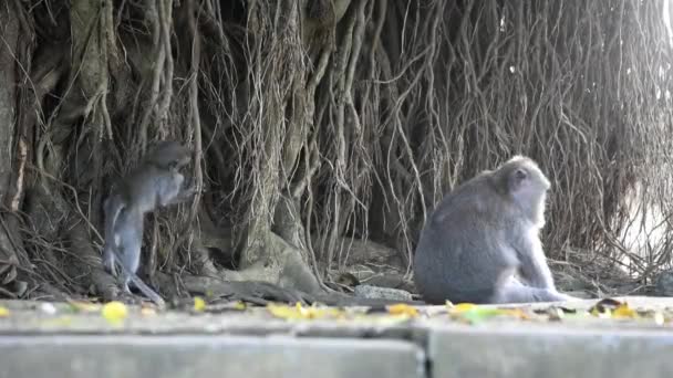 Famílias Macacos Marrons Com Seus Bebês Comendo Brincando Floresta — Vídeo de Stock