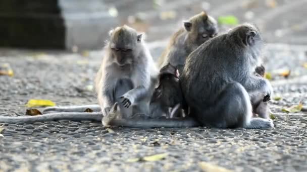 Famílias Macacos Marrons Com Seus Bebês Comendo Brincando Floresta — Vídeo de Stock