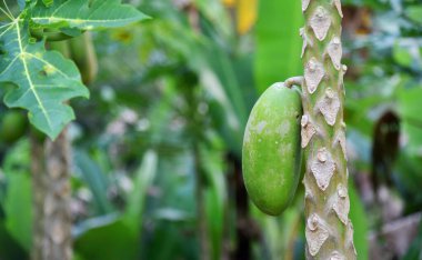 Ağaçta bokeh arkaplanlı Papaya meyvesi yetişiyor