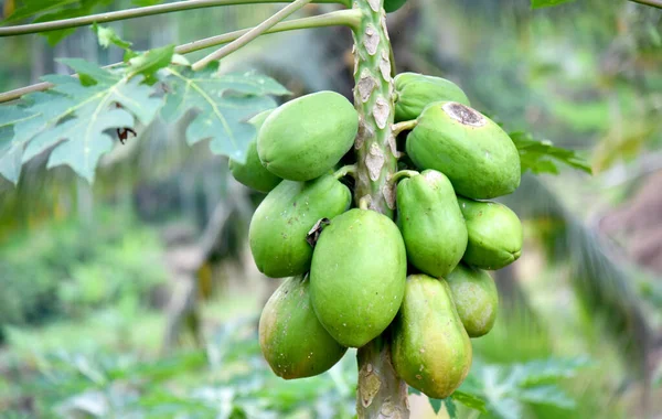 Crecimiento Fruta Papaya Árbol Con Fondo Bokeh — Foto de Stock