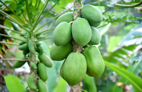 Crescimento Frutas Mamão Árvore Com Fundo Bokeh — Fotografia de Stock