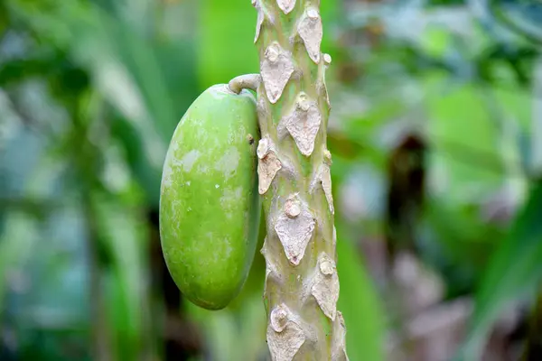 Papája Růst Ovoce Stromě Bokeh Pozadí — Stock fotografie