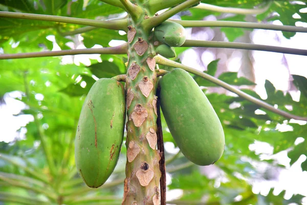 Ağaçta Bokeh Arkaplanlı Papaya Meyvesi Yetişiyor — Stok fotoğraf