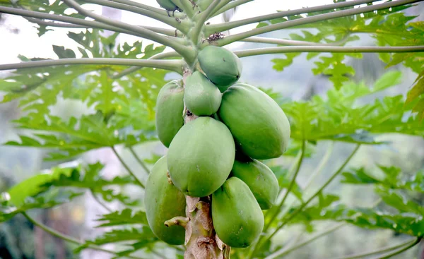 Crecimiento Fruta Papaya Árbol Con Fondo Bokeh — Foto de Stock