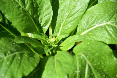 Siyah politorba üzerinde yeşil Pakcoy bitkisi büyümesi