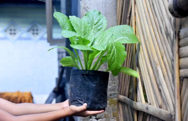 Siyahi bir çantada pakcoy sebze büyümesi tutan eller.