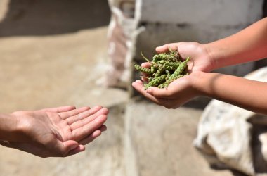 Yeşil sebze kardeşlerini tutan çocukların elleri