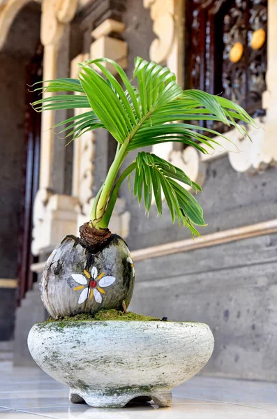 Coconut bonsai growth on the white stone pot with some green moose on it