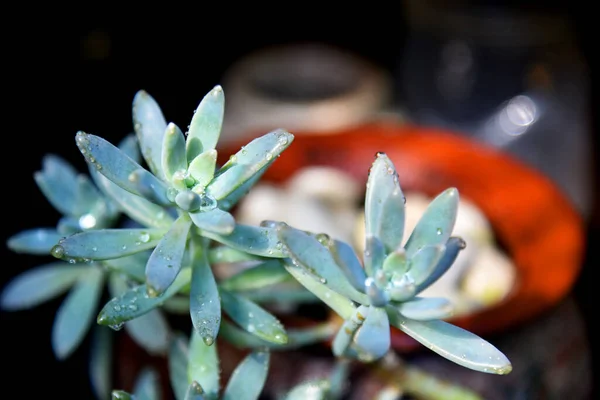 Зеленое Растение Боке — стоковое фото