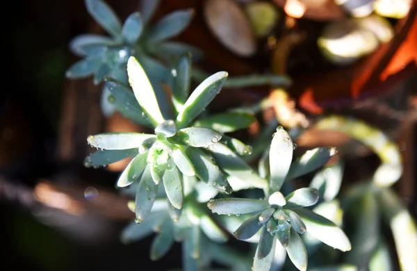 Pianta Verde Con Sfondo Bokeh — Foto Stock