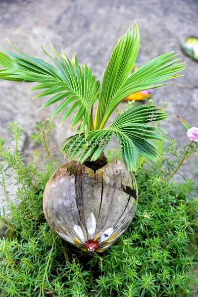 Crescimento Bonsai Coco Potenciômetro Pedra Com Alguma Planta Verde Seround — Fotografia de Stock