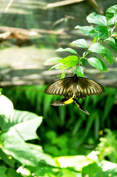 Papillon Accrocher Avec Belle Couleur — Photo