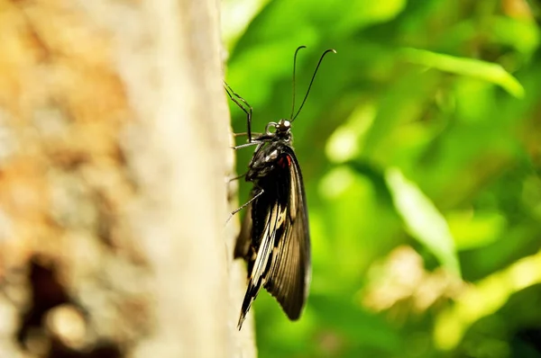 Borboleta Pendurado Com Sua Bela Cor — Fotografia de Stock