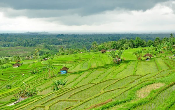 Schöne Reisterrasse Mit Kleiner Grüner Reispflanze — Stockfoto