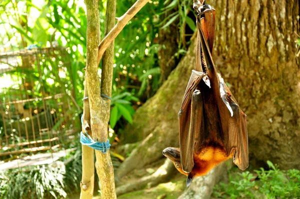 Names Bali Island Kalong Giant Flying Fox Hanging Tree — Stock Photo, Image