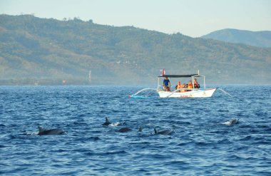 LOVINA, INDONEZYA-AĞUSTOS 28 2016: Yunuslar Lovina sahilinde sabah veya gündüz erken saatlerde yerel halkın geleneksel balıkçı teknesini kullanarak turneye çıktılar.