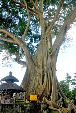 Geleneksel köyde küçük bir tapınağın yanında büyük bir ağaç yetişiyor.