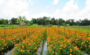 Sarı güzel çiçeklerle dolu bir tarla