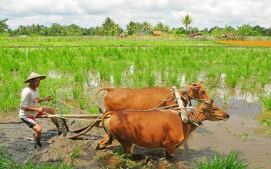 BADUNG, INDONEZYA-SEPTEMBER 13 2016: Pirinç tarlasında pirinç tarlasını hazırlamak için inekleri traktör olarak kullanan geleneksel balina çiftçisi