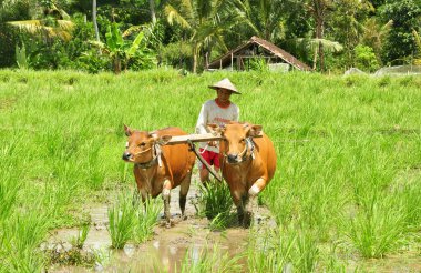 BADUNG, INDONEZYA-SEPTEMBER 13 2016: Pirinç tarlasında pirinç tarlasını hazırlamak için inekleri traktör olarak kullanan geleneksel balina çiftçisi