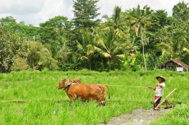 BADUNG, INDONEZYA-SEPTEMBER 13 2016: Pirinç tarlasında pirinç tarlasını hazırlamak için inekleri traktör olarak kullanan geleneksel balina çiftçisi