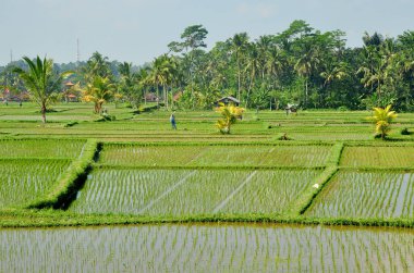 Bali Endonezya 'da güzel yeşil pirinç terası